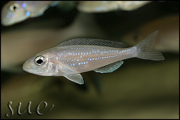 Microdontochromis rotundiventralis